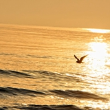spiaggia_di_siponto_foto_046