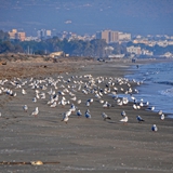 spiaggia_di_siponto_foto_050