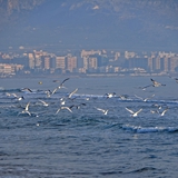 spiaggia_di_siponto_foto_051