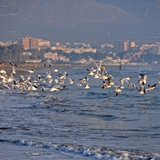 spiaggia_di_siponto_foto_052