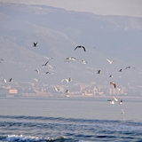 spiaggia_di_siponto_foto_053