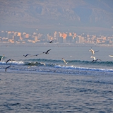 spiaggia_di_siponto_foto_054