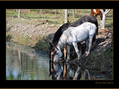 Siponto cavalli all'abbeveratoio