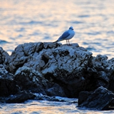 manfredonia_alba_5_dicembre_2021_009