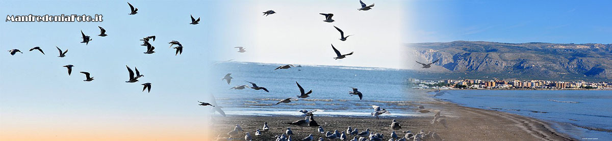 Volo di gabbiani