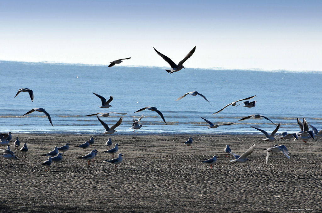 gabbiani in volo