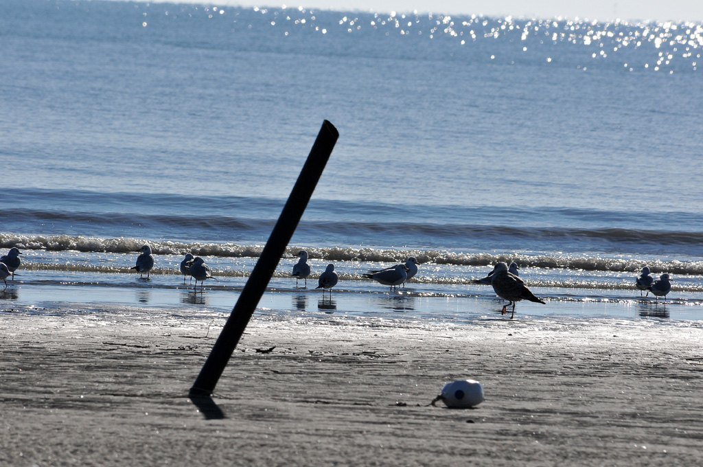 spiaggia di siponto