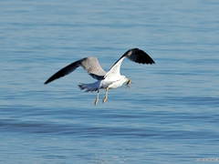 Volo di gabbiani - 002