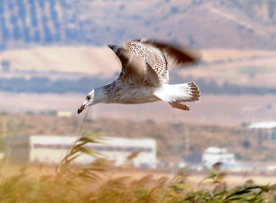 fauna oasi lago salso