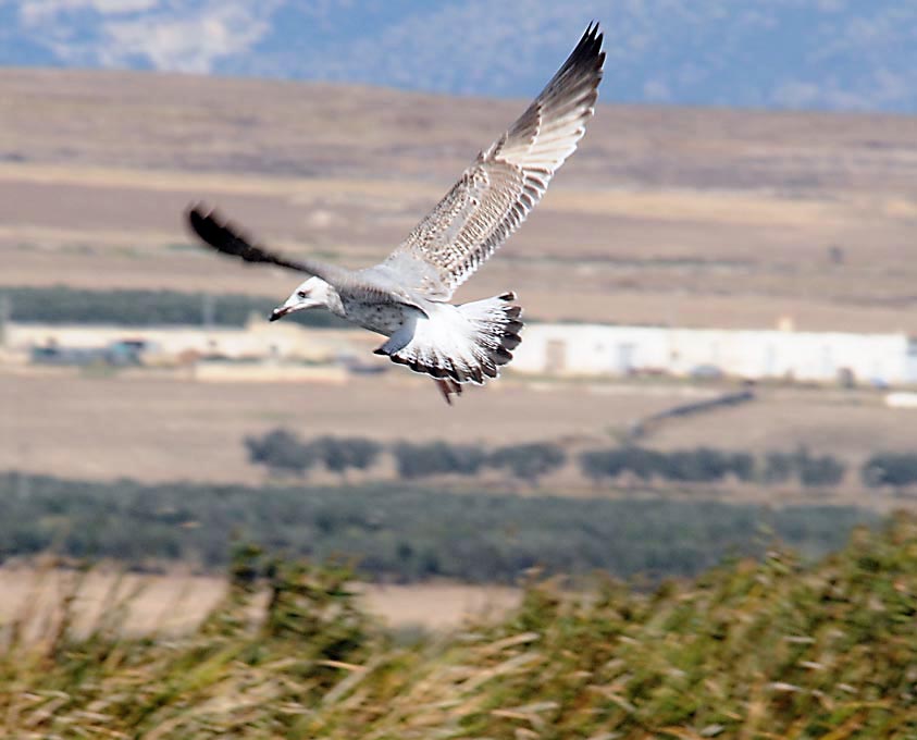 fauna oasi lago salso