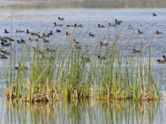 Area naturale protetta Oasi Lago Salso - Foto  029