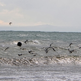 Panoramiche di Manfredonia 065
