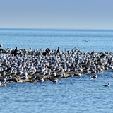 Panoramiche di Manfredonia 092