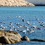 Panoramiche di Manfredonia 093