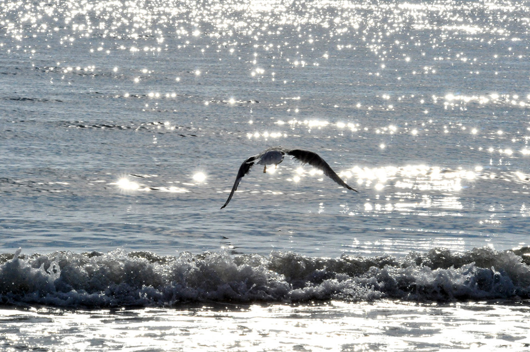 spiaggia di Siponto