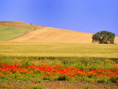 Panoramiche di Faeto. Foto 025