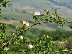 Panoramiche di Faeto. Foto 039