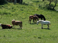 Panoramiche di Faeto. Foto 040