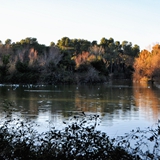 pineta_dannunziana_pescara_foto037