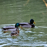 pineta_dannunziana_pescara_foto043