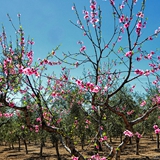 passeggiata in campagna foto 009