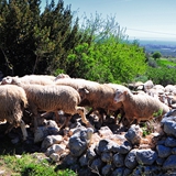 passeggiata in campagna foto 015
