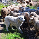 passeggiata in campagna foto 019