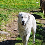 passeggiata in campagna foto 020