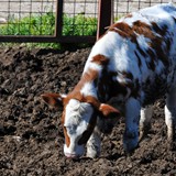 trofeo_san_salvatore_2026_foto_056