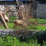 trofeo_san_salvatore_2026_foto_060