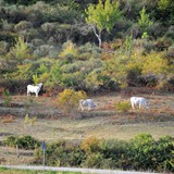 50k_gargano_ultramaratona_Monte_SantAngelo_Vieste_2021_foto_005