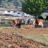 50k_gargano_ultramaratona_Monte_SantAngelo_Vieste_2021_foto_012